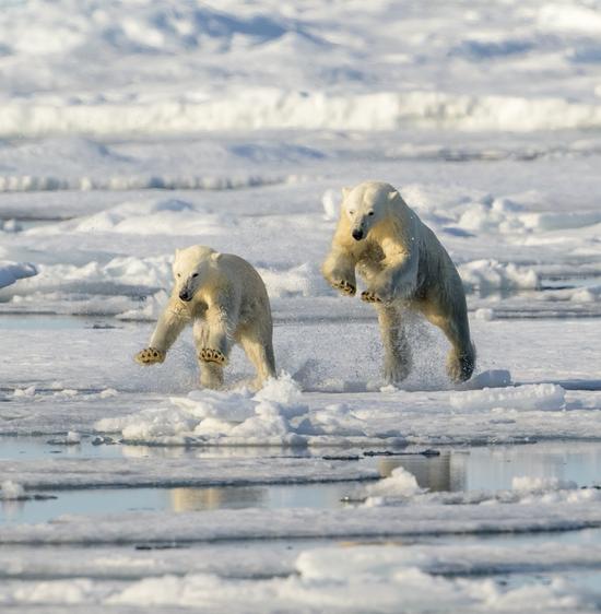 В Арктике белые медведи в 2025 году 121 раз выходили к людям 