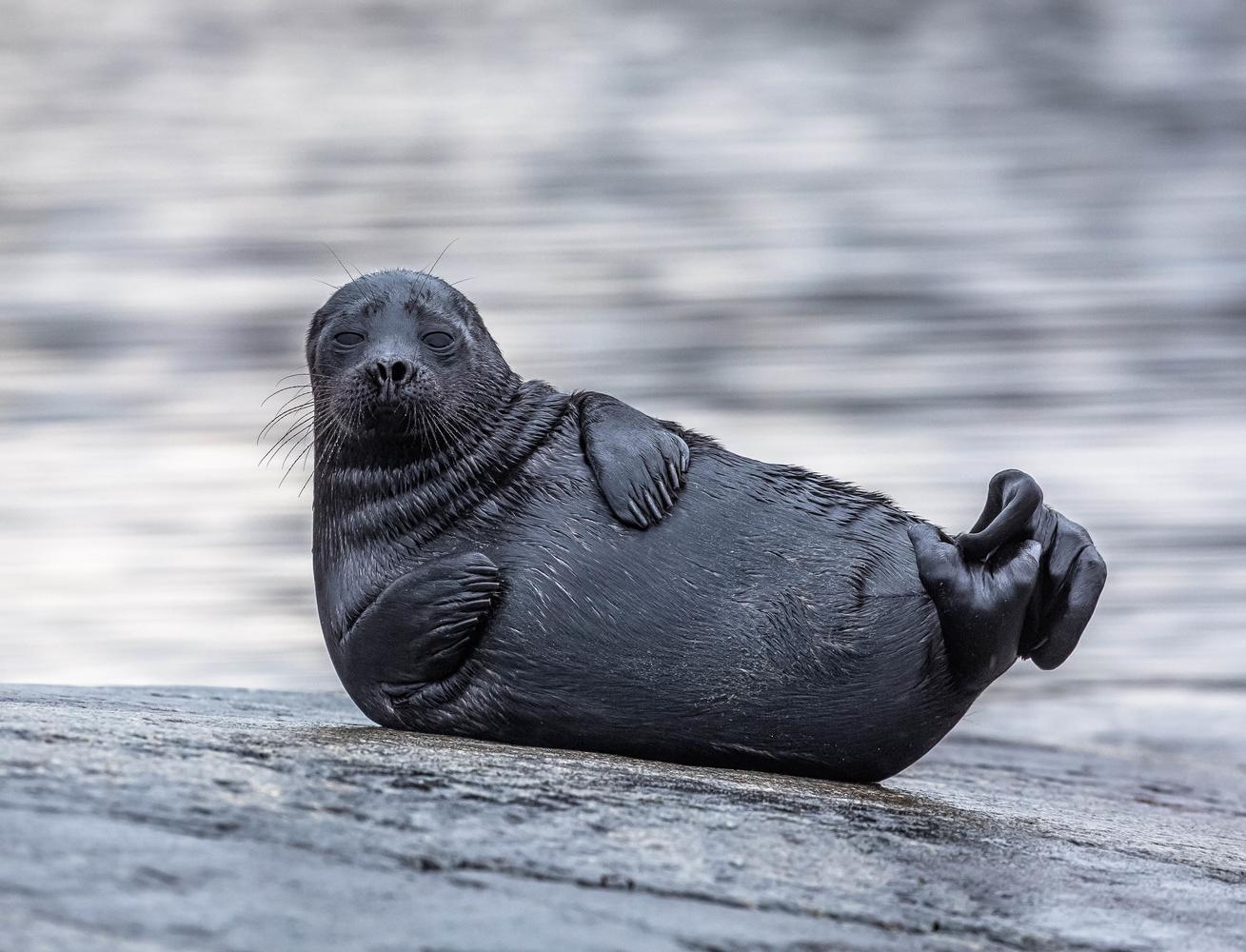 «Фонд друзей балтийской нерпы» запустил сбор средств для спасения тюленят