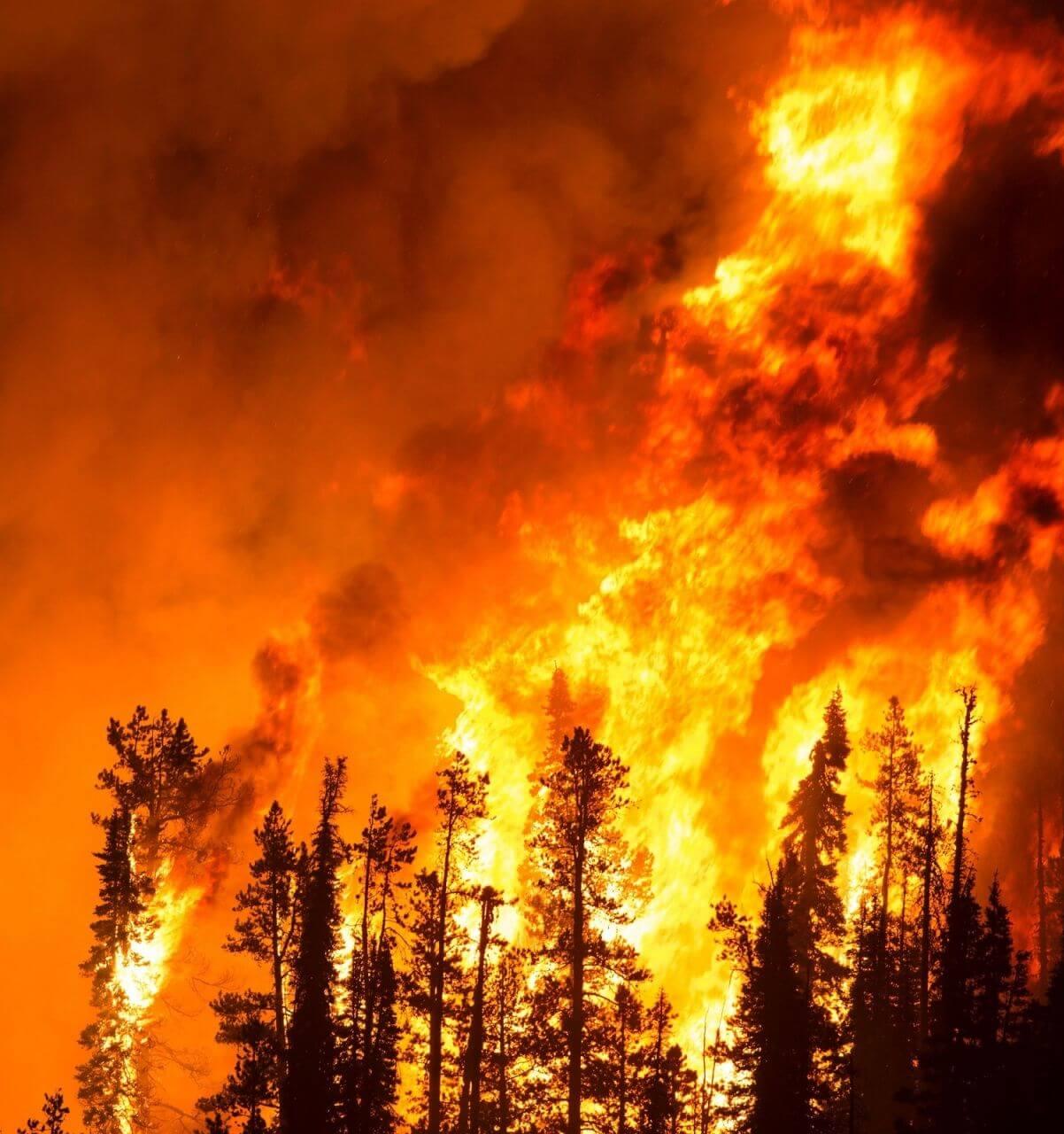 Появилась петиция за увеличение финансирования на тушение лесных пожаров