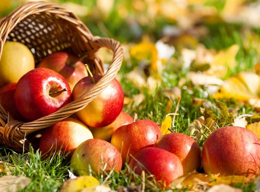 Благотворительная служба объявила сбор яблок