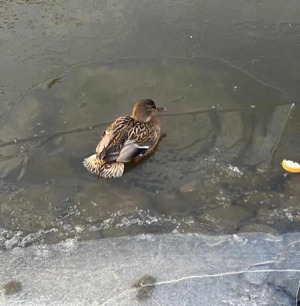 Жителей Петербурга призвали самостоятельно не спасать птиц на водоемах