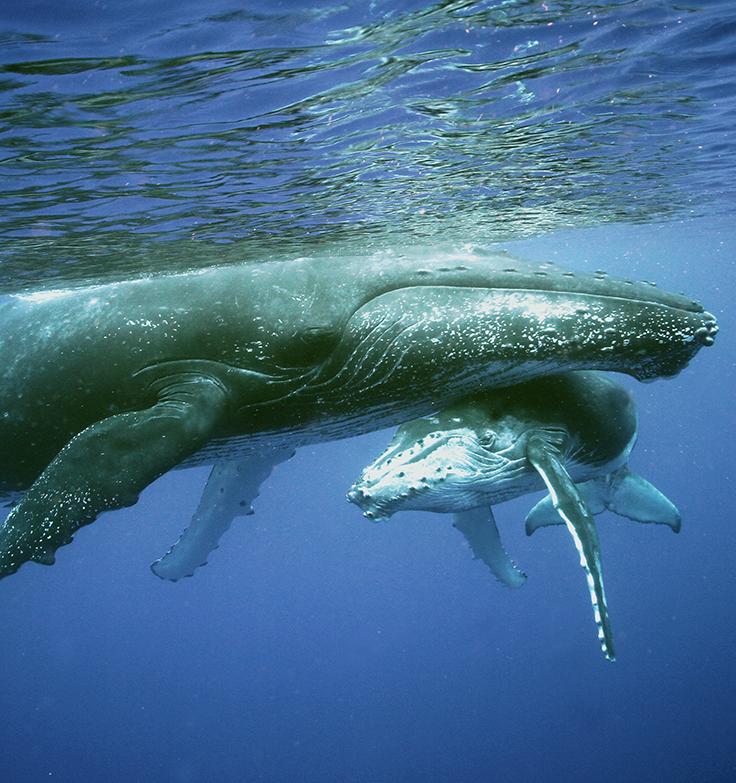 Исследователи хотят восстановить океаны с помощью искусственного помета китов