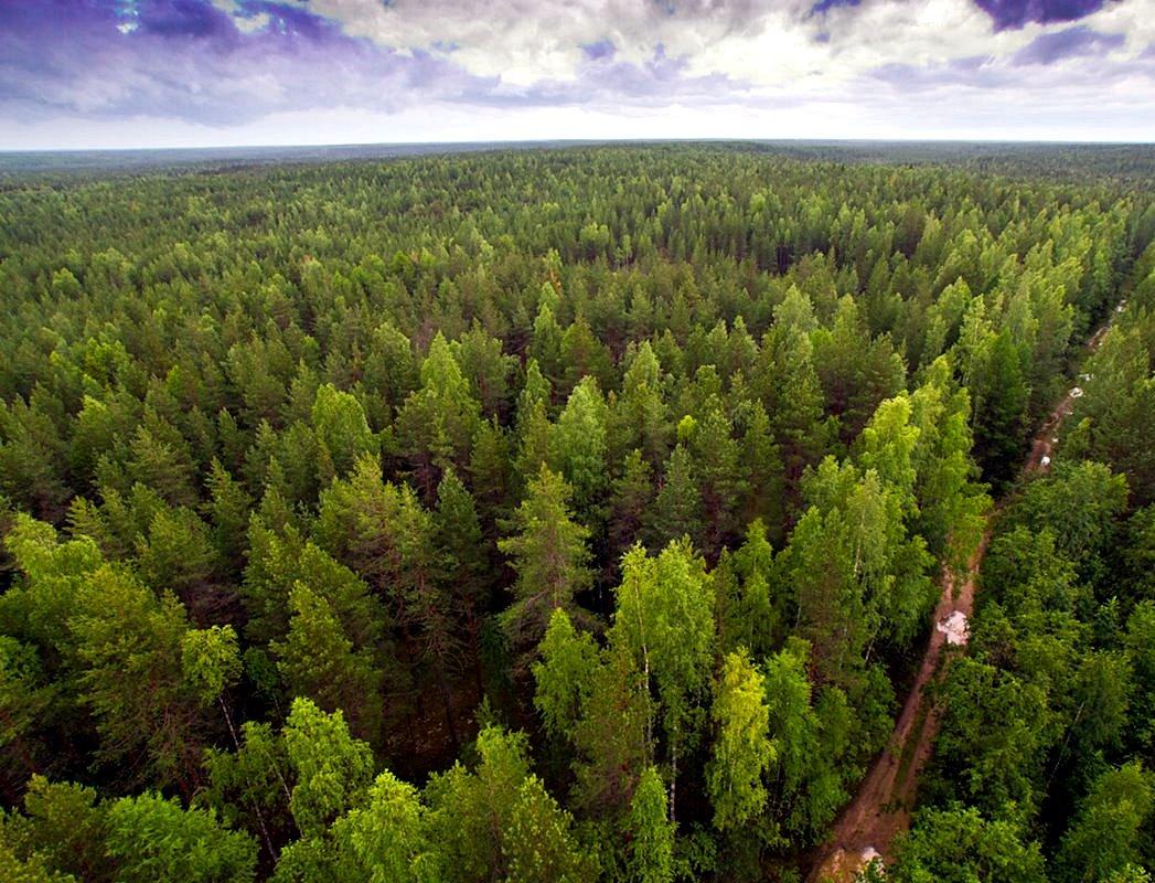 На вебинаре расскажут о российских лесах и их защите 