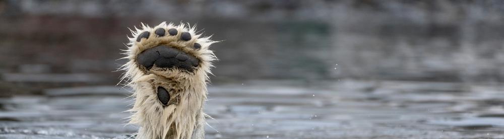 Ртуть в шерсти белых медведей – маркер диеты и среды обитания 