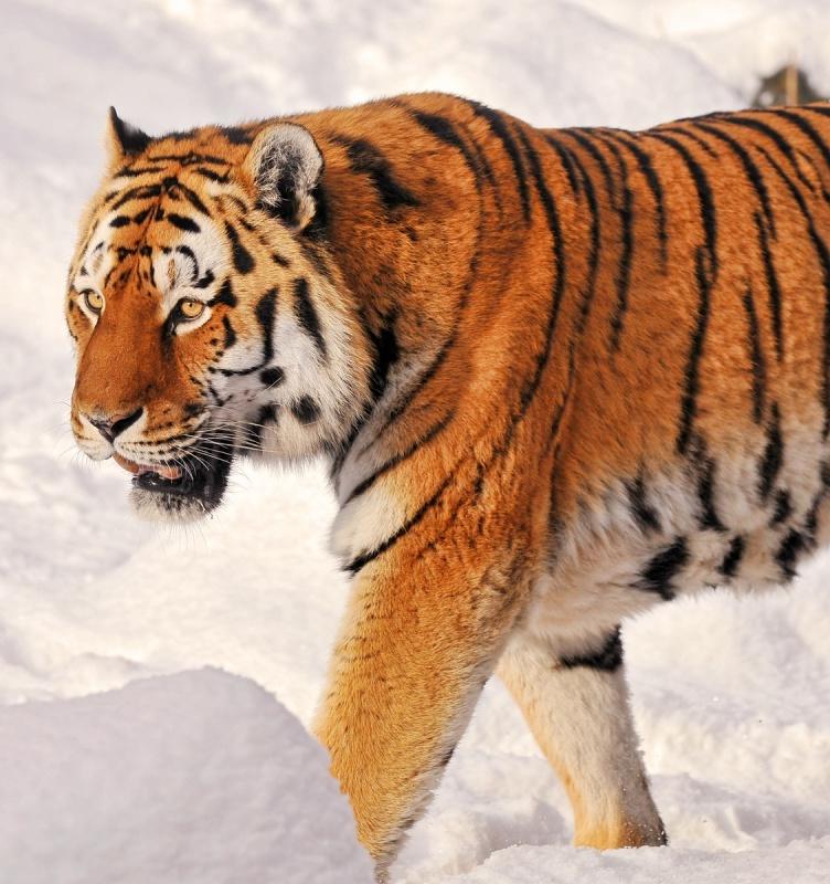 На Дальнем Востоке посчитают всех амурских тигров