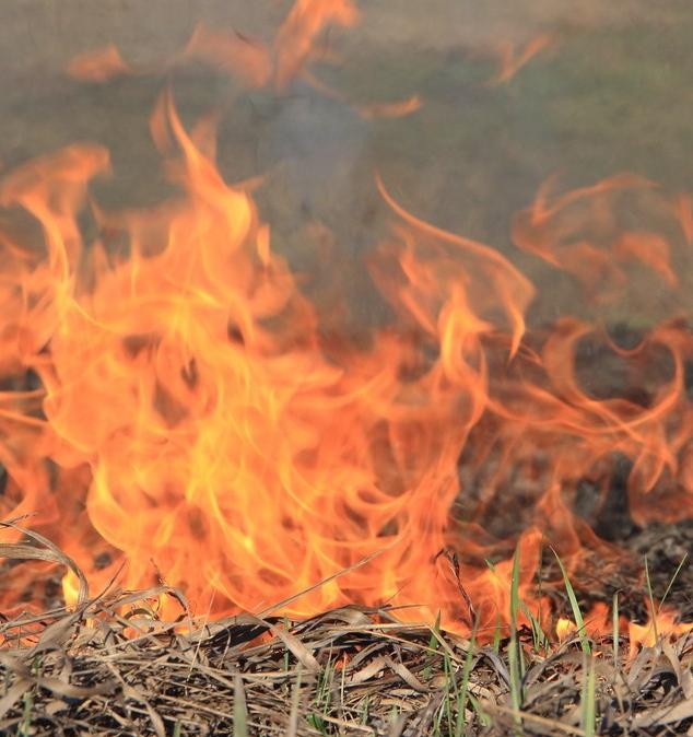 На вебинаре расскажут о мониторинге природных пожаров