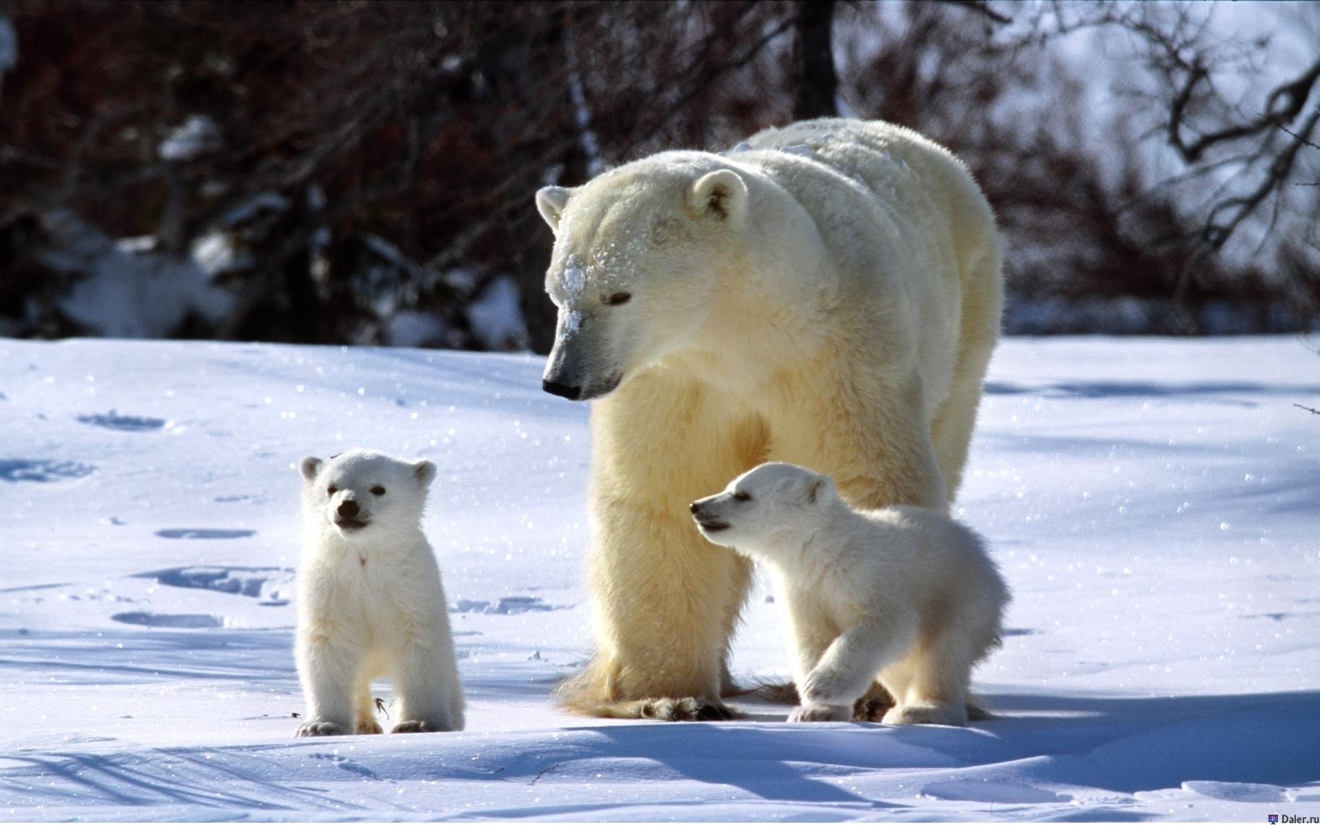 Московский зоопарк планирует организовать экотуры на Северный полюс