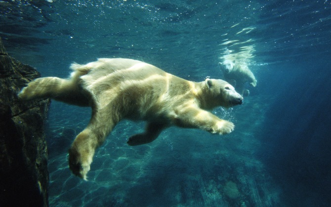 Из-за глобального потепления белые медведи стали ныряльщиками-рекордсменами