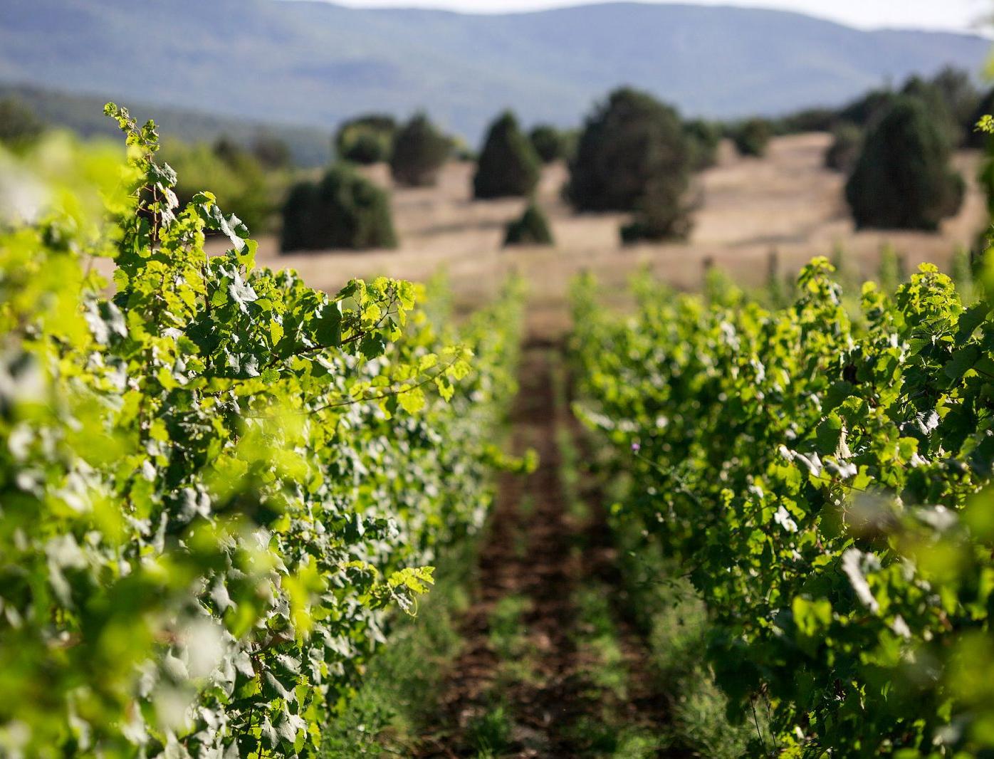 Цифровые технологии и солнечную энергию используют для выращивания винограда