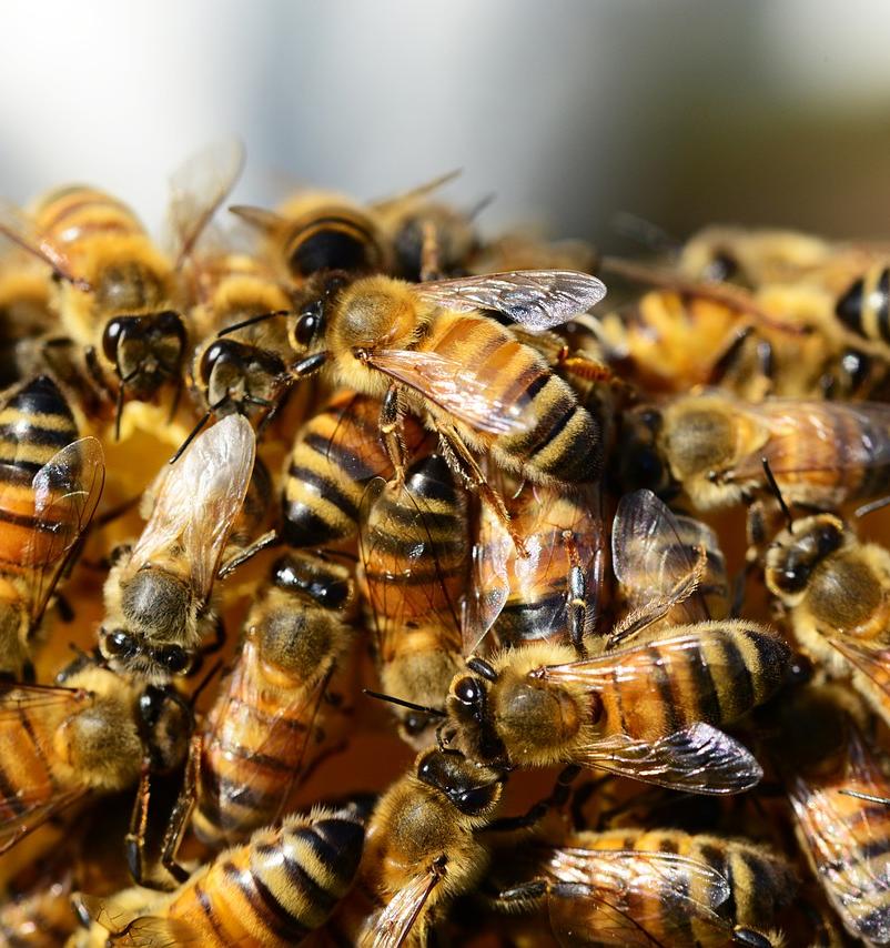 Башкирские пчеловоды выступили против французских пчел 