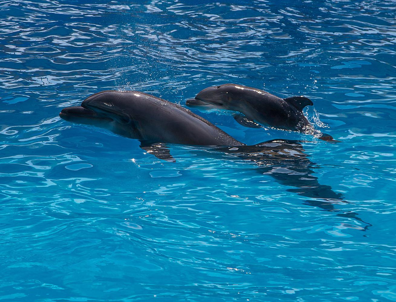 Ссылка дня: расследование о дельфинариях и торговле морскими млекопитающими
