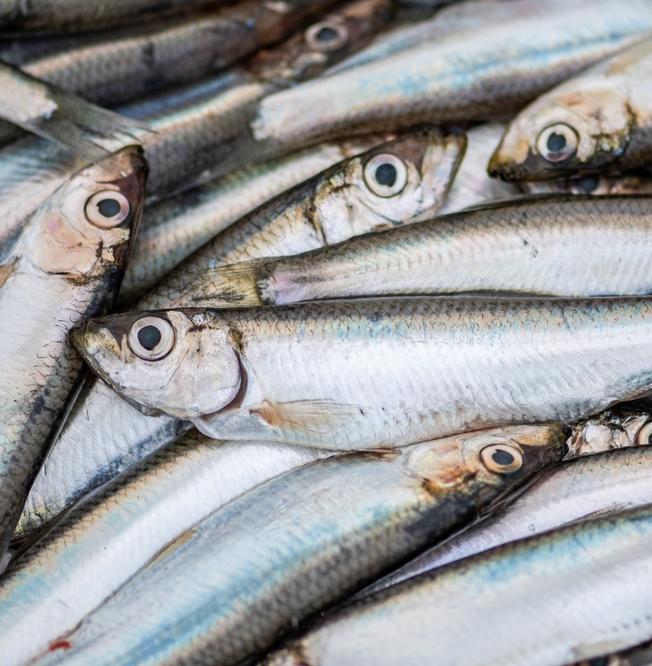 Экокомпозиты из отходов кильки и конопли создали в Сибири 