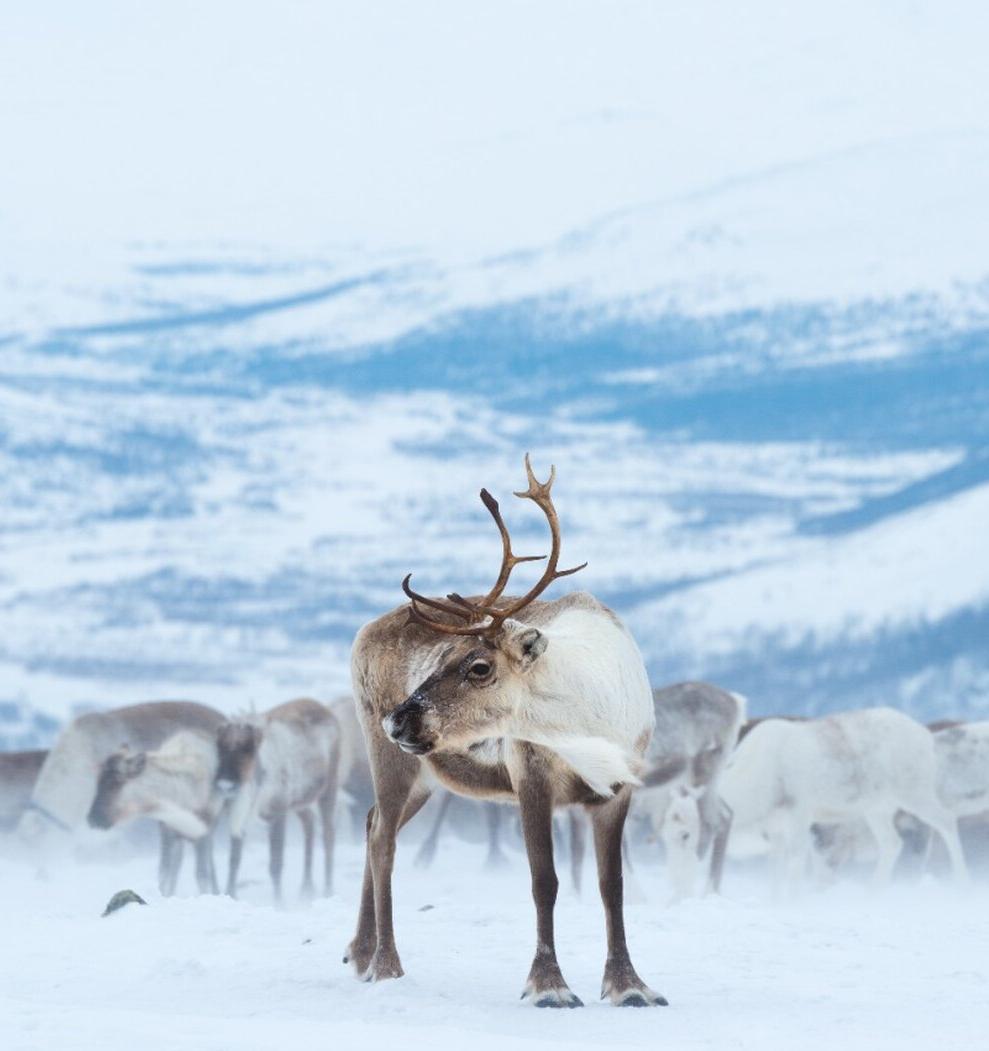 WWF России отметил День дикого северного оленя