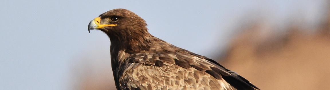 Тамбовские ветеринары создали пластиковый протез для степного орла 