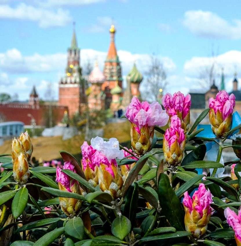 Улицы Москвы украсят более 56 миллионов цветов 