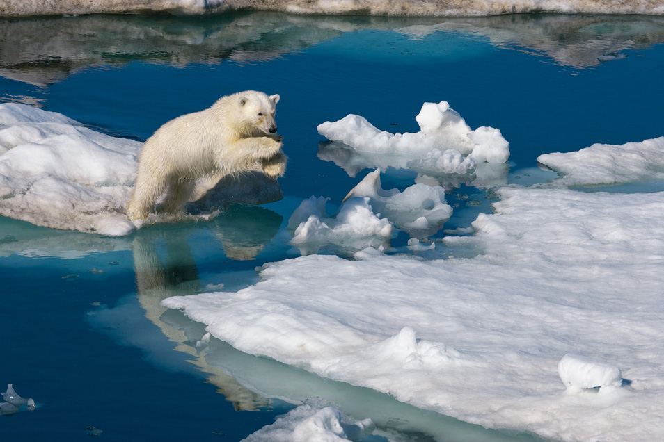 Климатологи определили площадь льдов Арктики в 2100 году