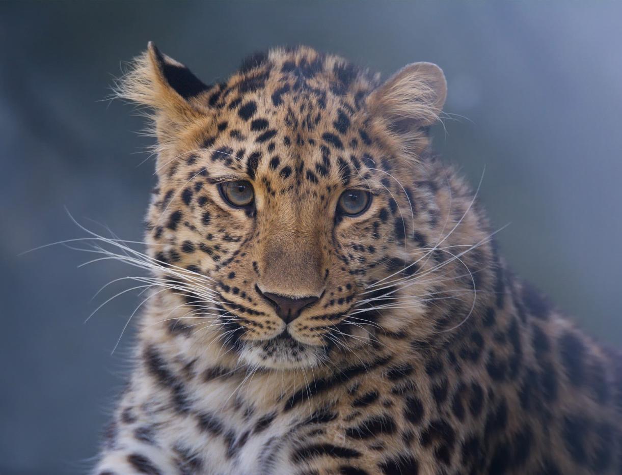 В России планируется увеличить численность дальневосточного леопарда к 2030 году