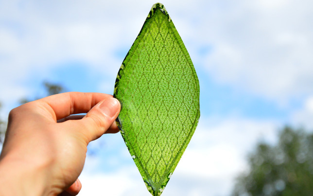 Британский студент изобрел искусственные листья для производства кислорода