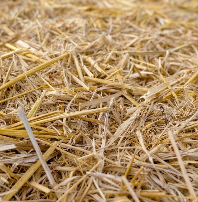 Ученые нашли эффективный метод производства биотоплива из древесины 