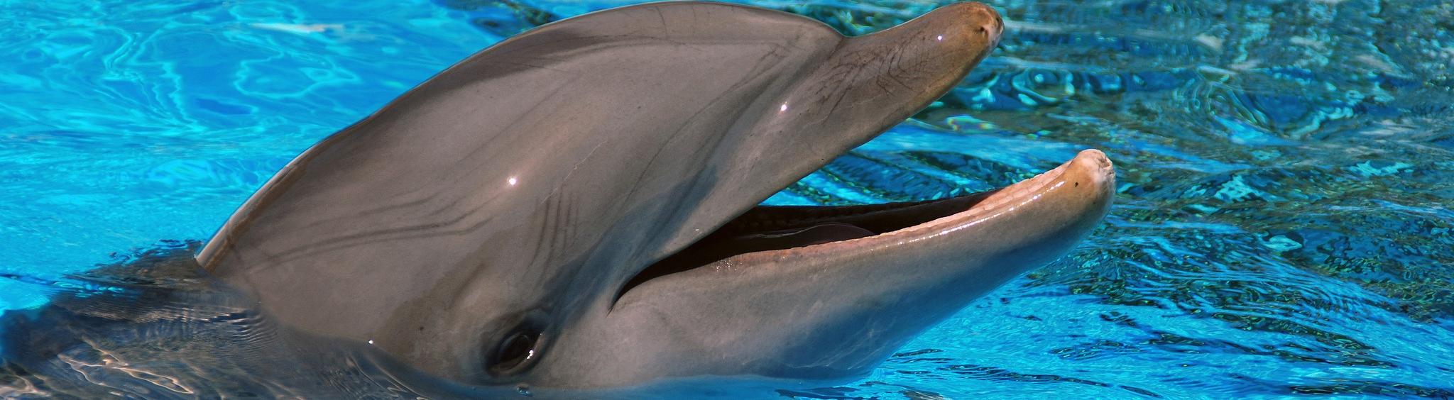 В Сочи появится стационар для лечения дельфинов 