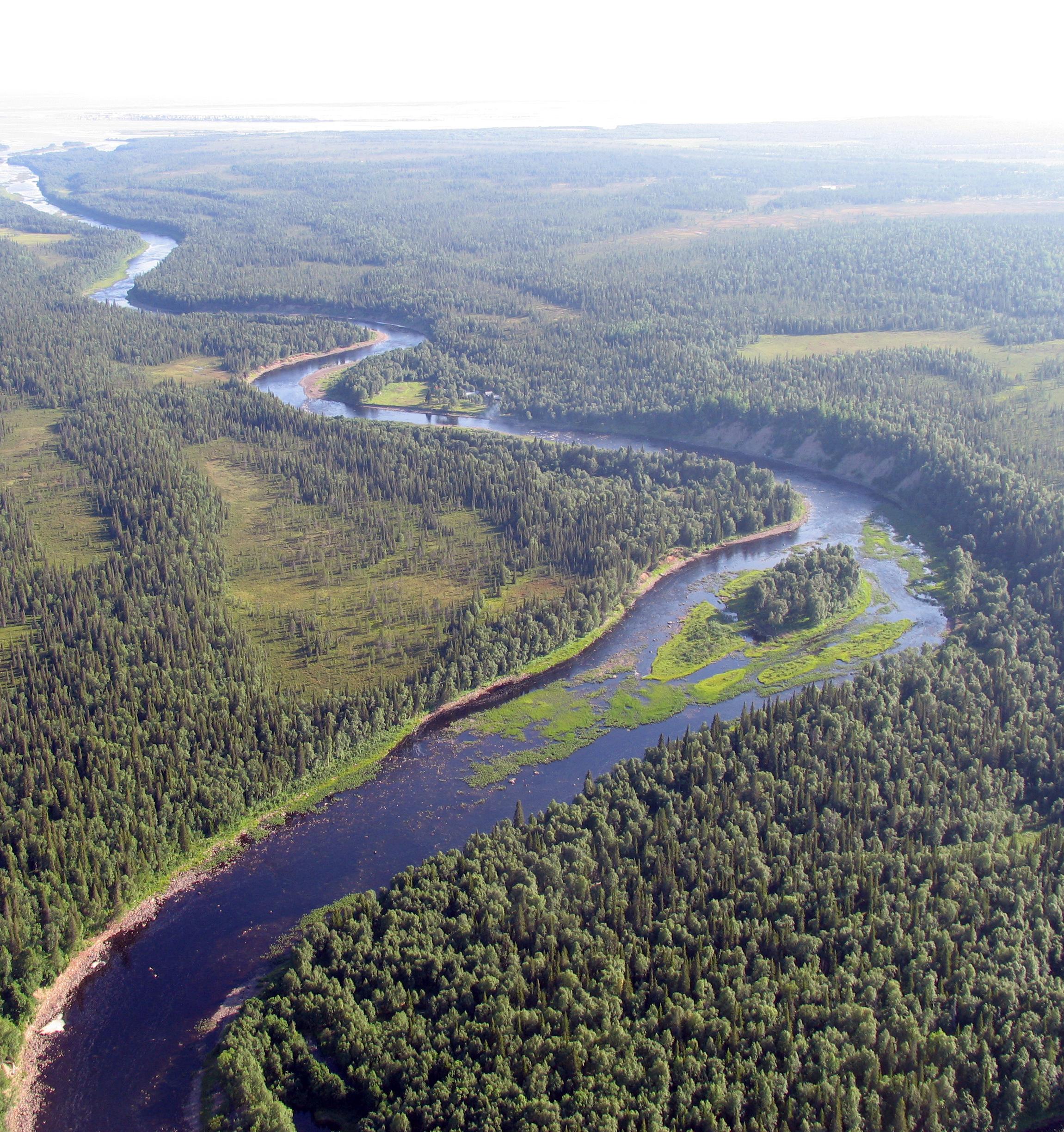 Procter&Gamble, «Лента» и WWF России защитят от вырубки леса вдоль нерестовых рек