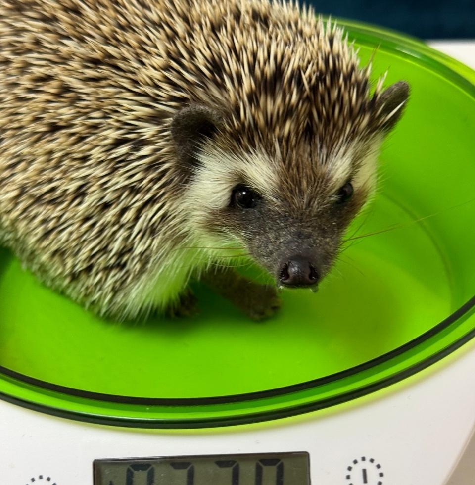 Приюти ежа: как волонтеры из Питера спасают «колючек» по всей стране 