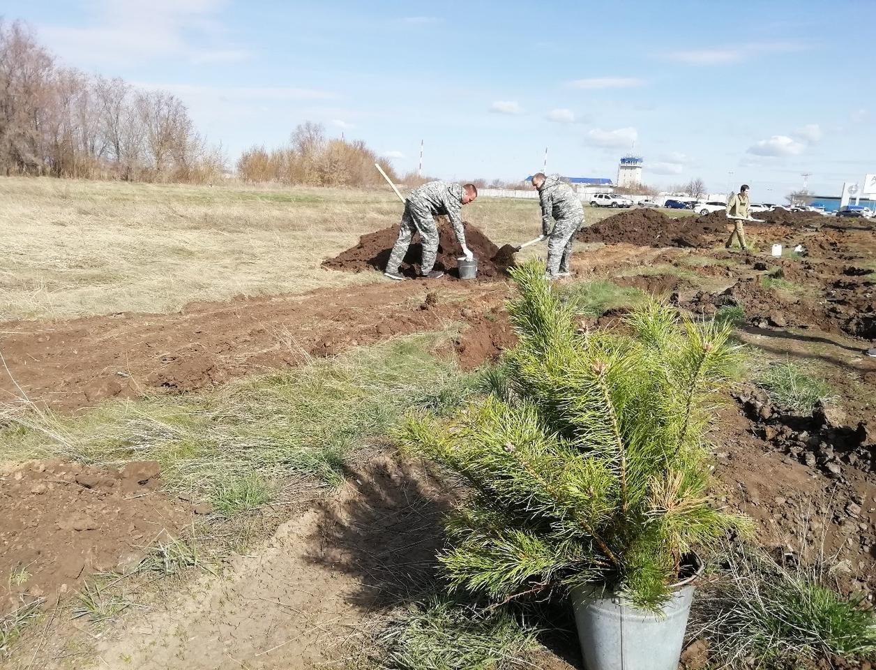 Более миллиона деревьев высадили в Оренбургской области этой осенью