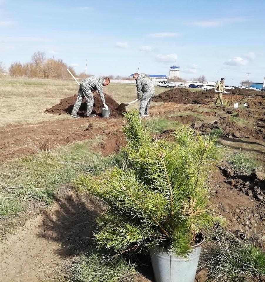 Более миллиона деревьев высадили в Оренбургской области этой осенью