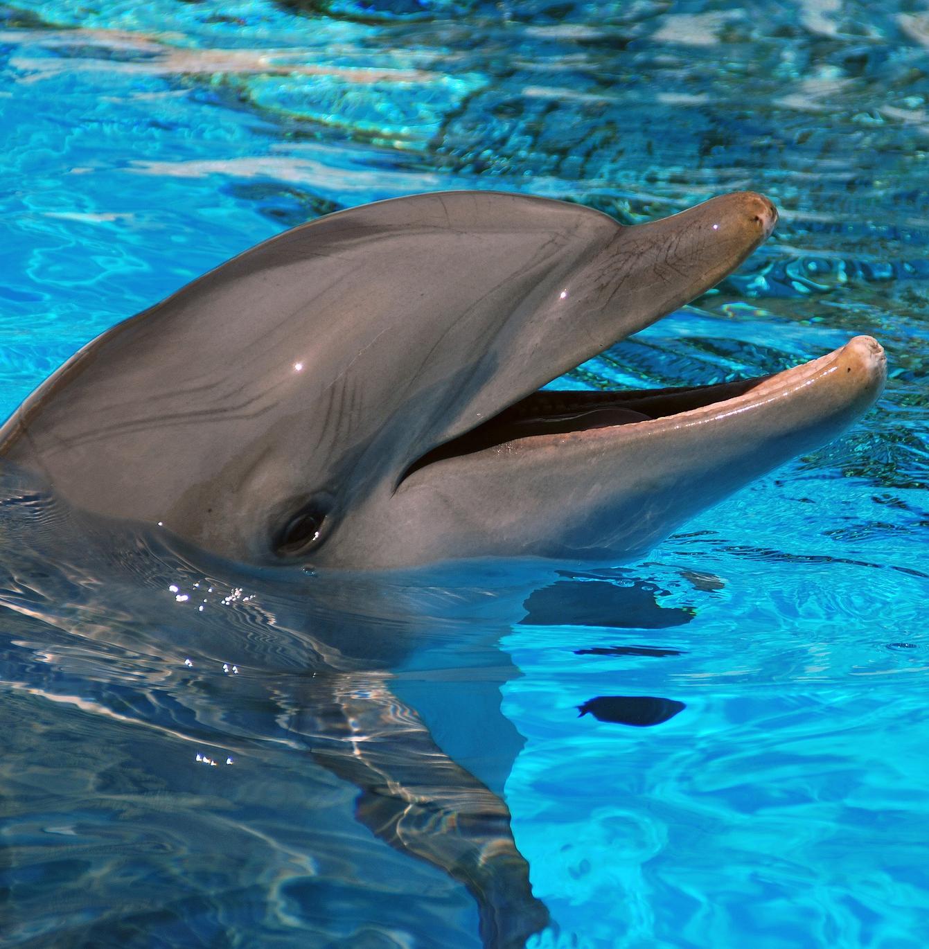 В Сочи появится стационар для лечения дельфинов 