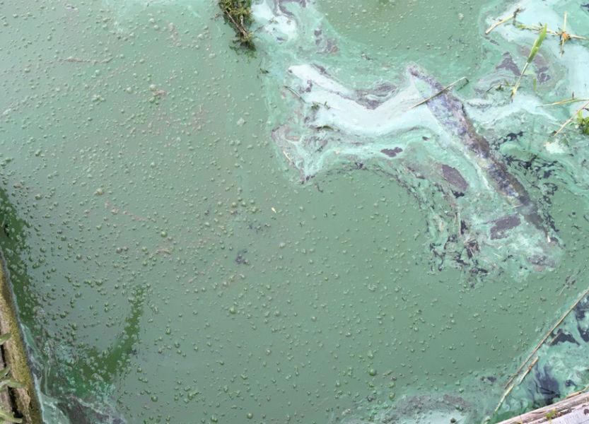 Минприроды подтвердило наличие огромного количества нефтепродуктов и фенола в озере Шенфлиз