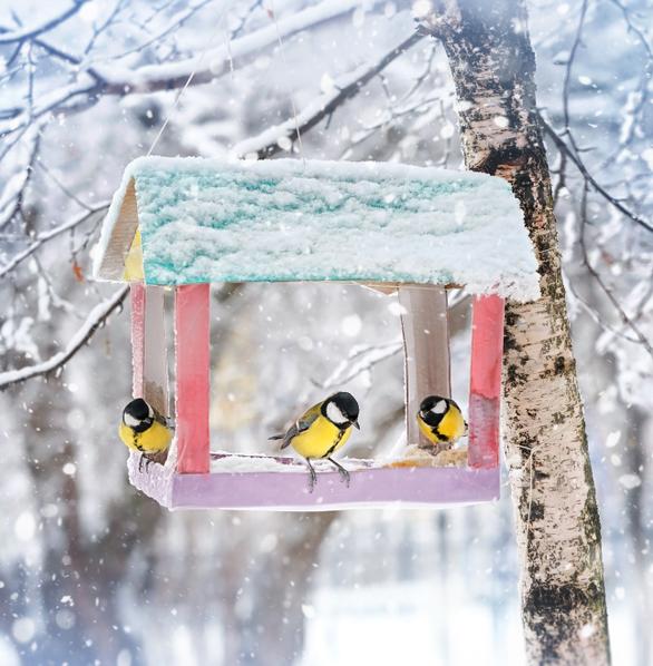 Жителей Подмосковья приглашают покормить зимующих птиц 