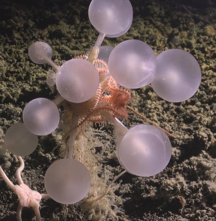 Южном океане ученые обнаружили 30 новых глубоководных существ 