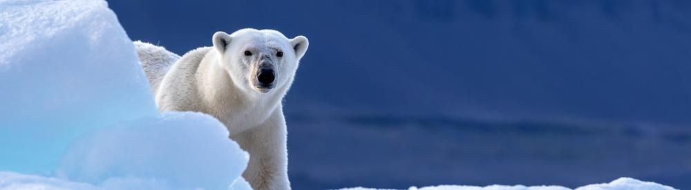 В шести арктических регионах России развернут «Медвежий патруль» 