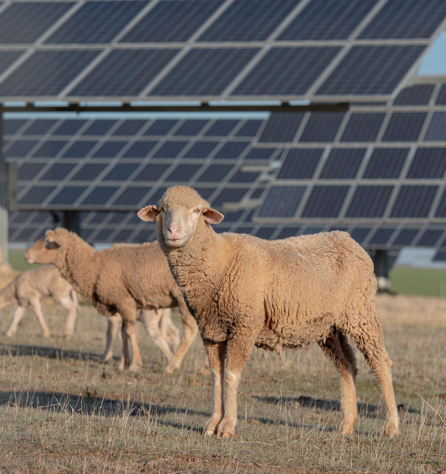 Овцы помогают Volkswagen в реализации «солнечного» проекта