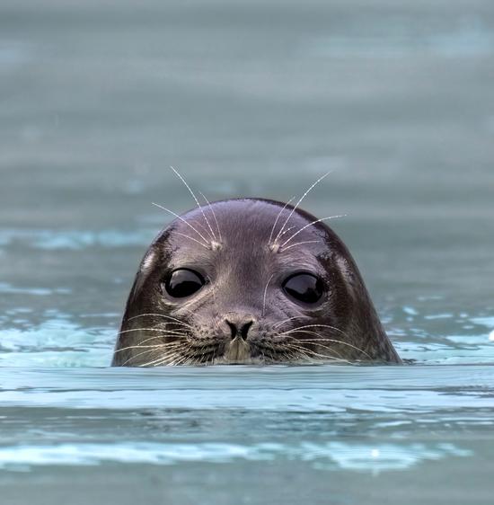 Изменение климата угрожает трем видам тюленей 