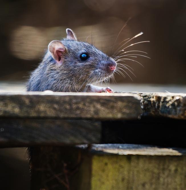 Европу захватывают миллионы «суперкрыс» 