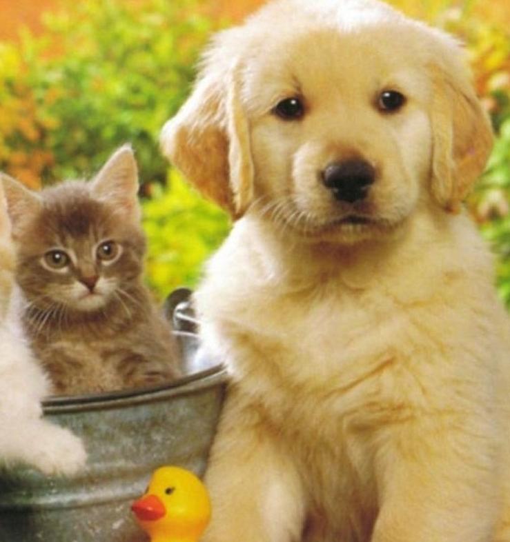 На вебинаре расскажут об ответственном владении домашними животными 