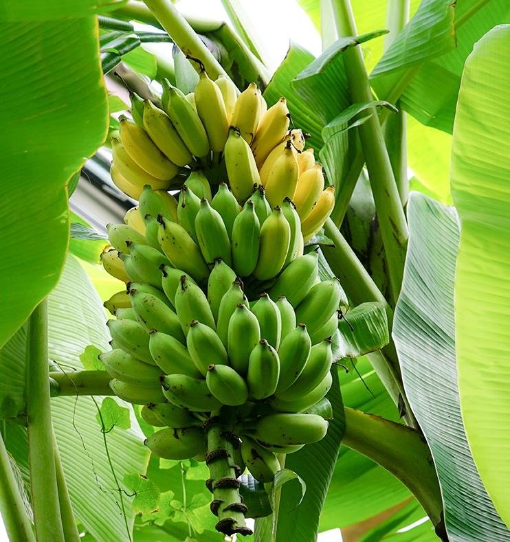 В Австралии изобрели пластик из банановых листьев
