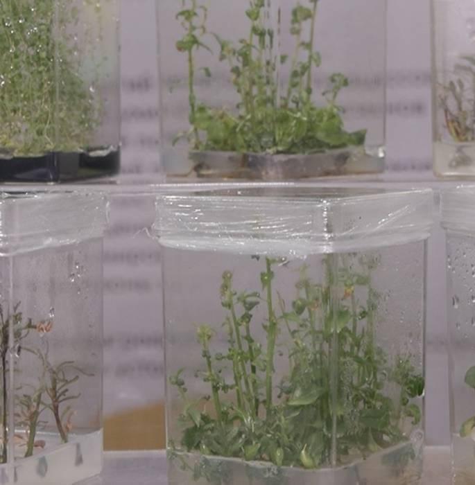 В Волгограде появится коллекция растений для борьбы с опустыниванием 