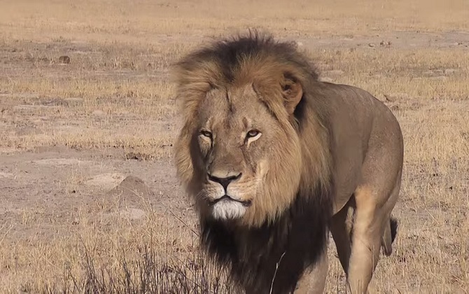 Арнольд Шварценеггер призвал остановить убийства львов