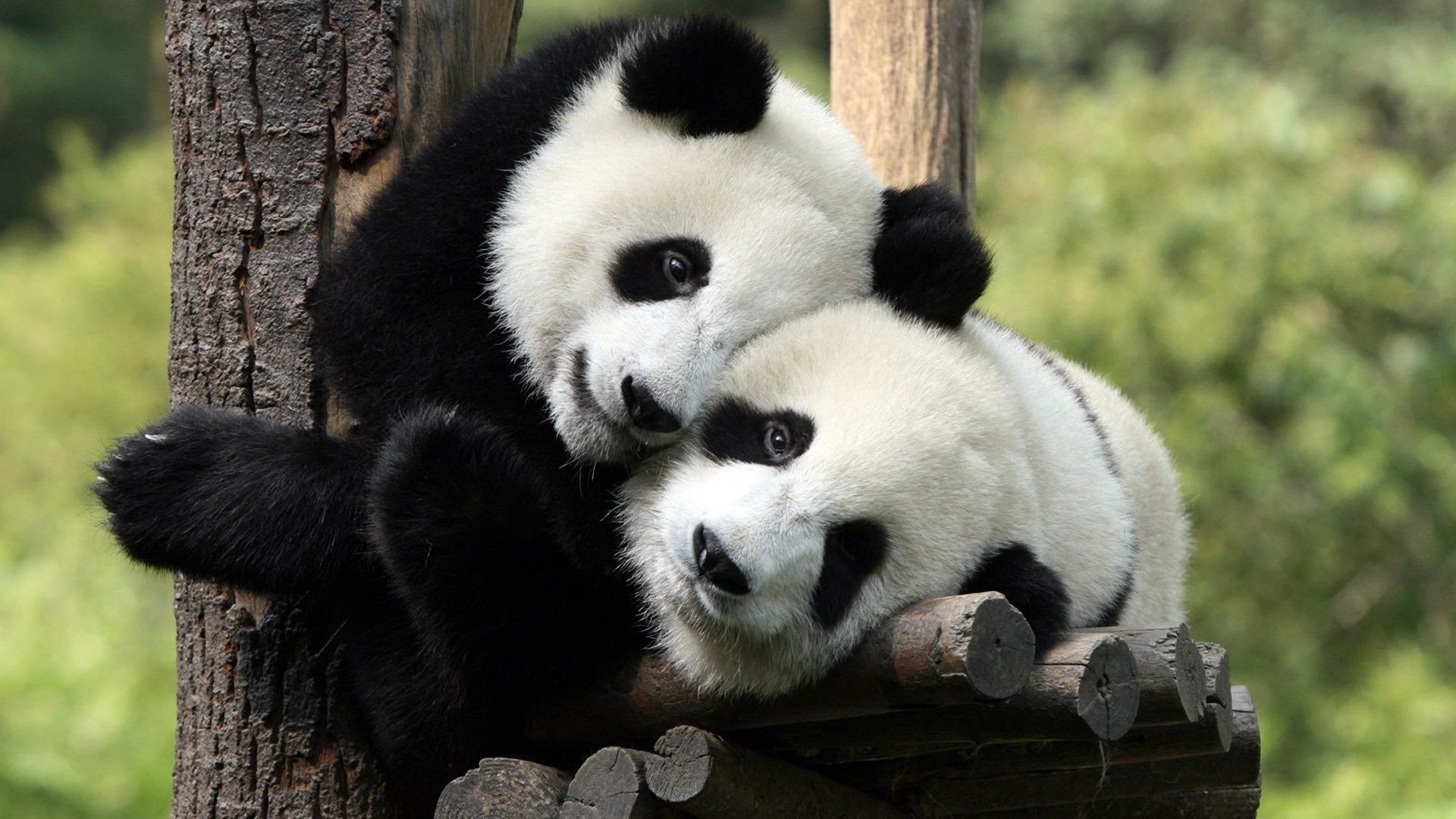 Ученые создадут электронный переводчик для общения с пандами