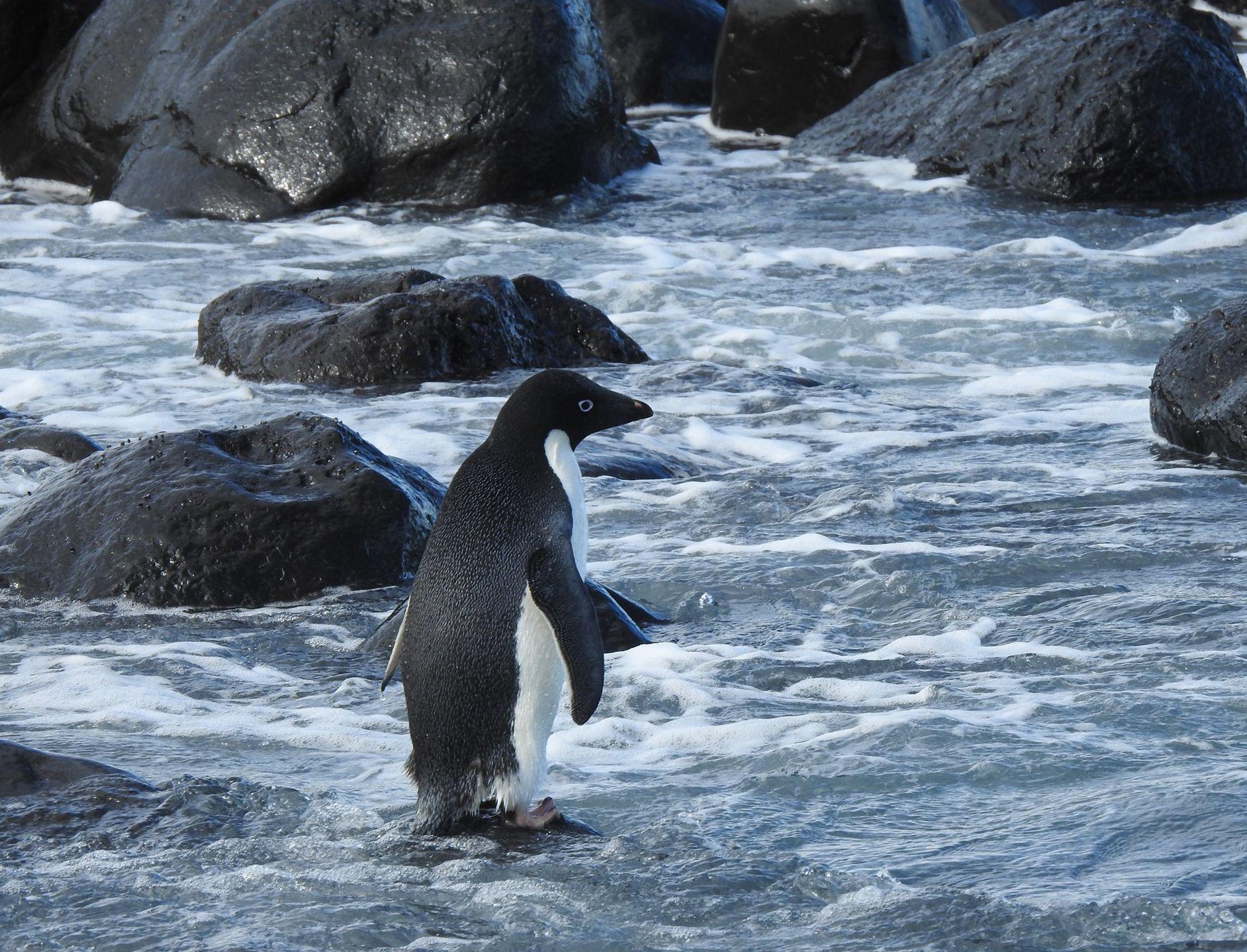 Из-за изменения климата пингвин доплыл до Новой Зеландии