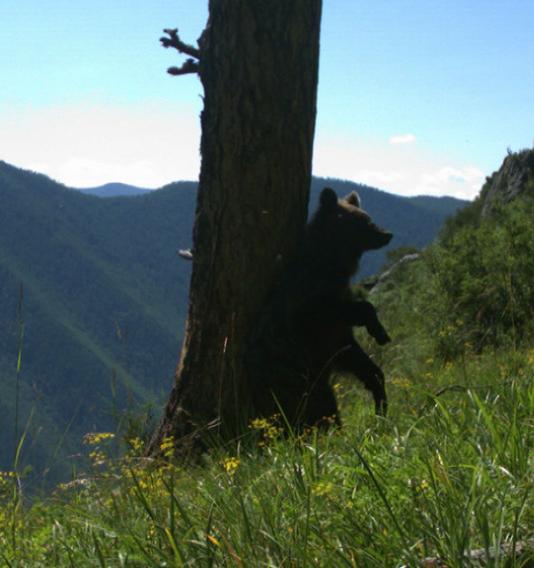 Медвежонок в Саяно-Шушенском заповеднике снял уникальное видео