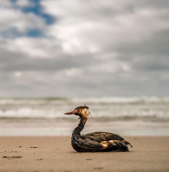 Нефтеразливы: почему происходят и как избежать 