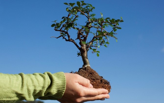 Приглашаются волонтеры для посадки деревьев в экопарке «Демидовский»