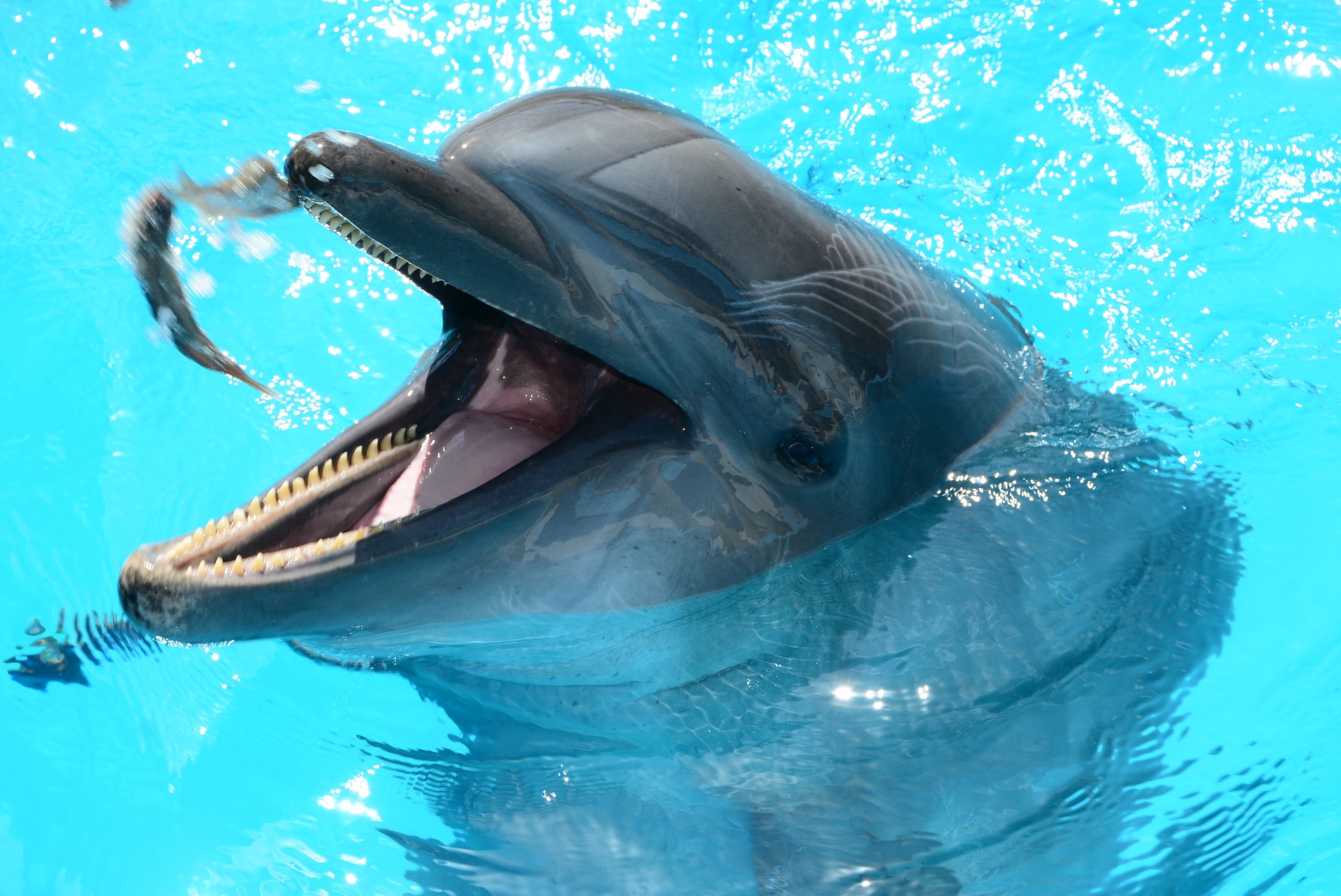 Госдума планирует запретить передвижные дельфинарии