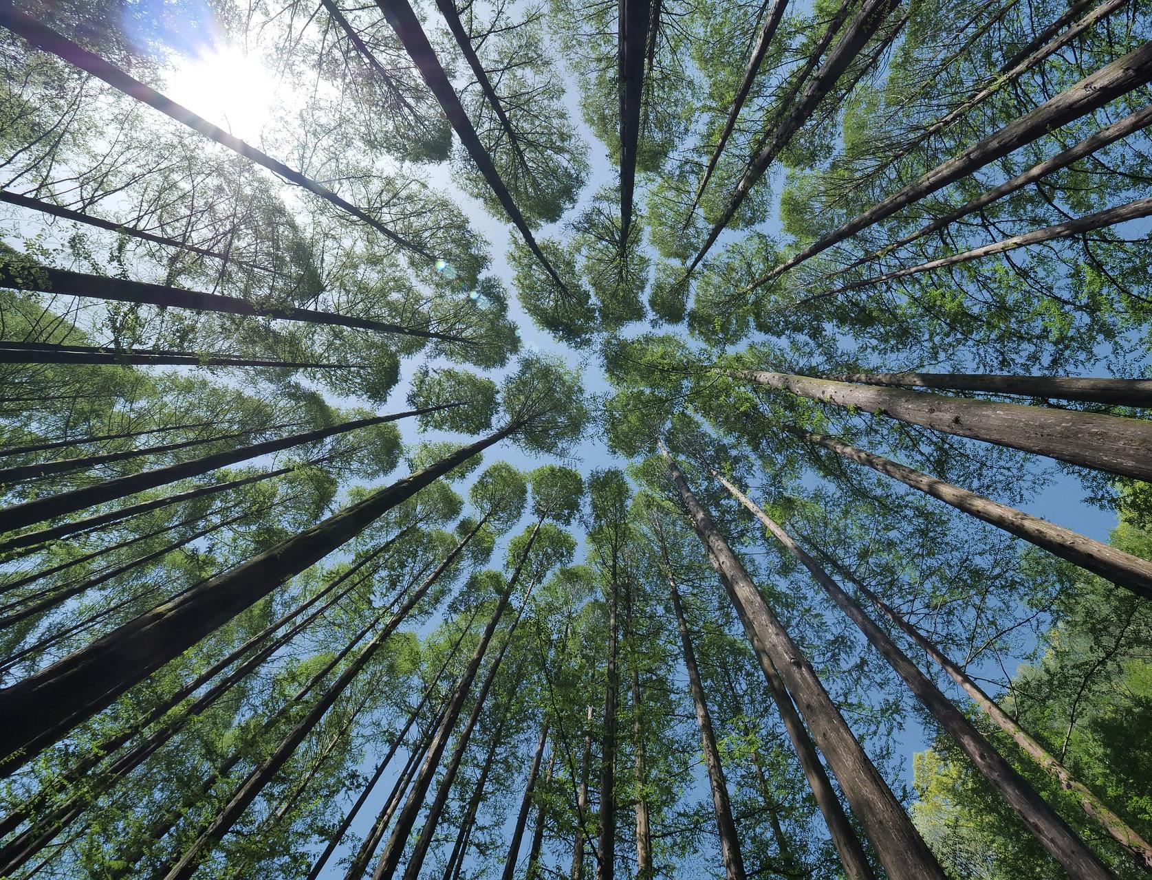 Vsemayki.ru сделали первый промокод, чтобы собрать больше денег на деревья