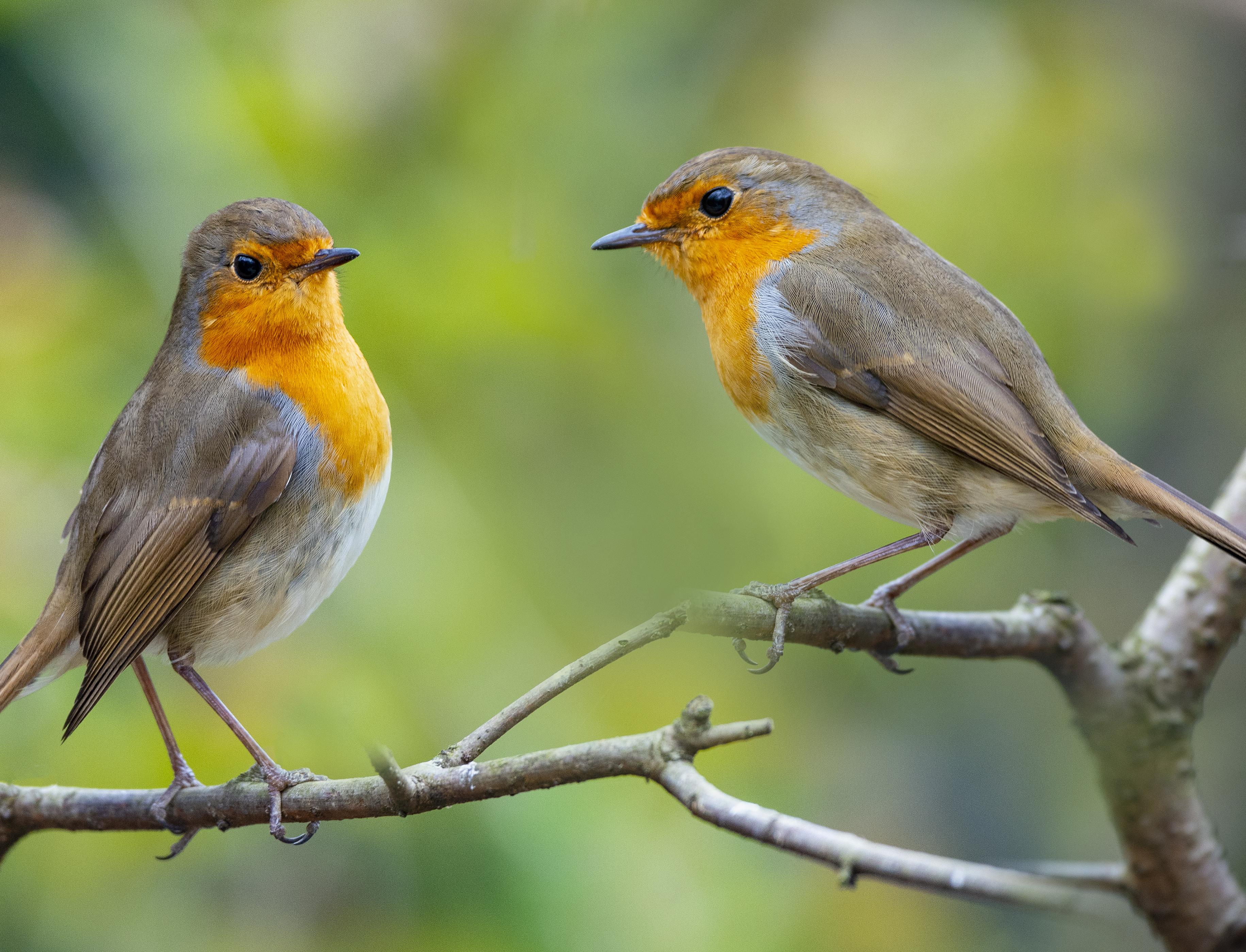 Как FSC помогает сохранять леса для птиц 