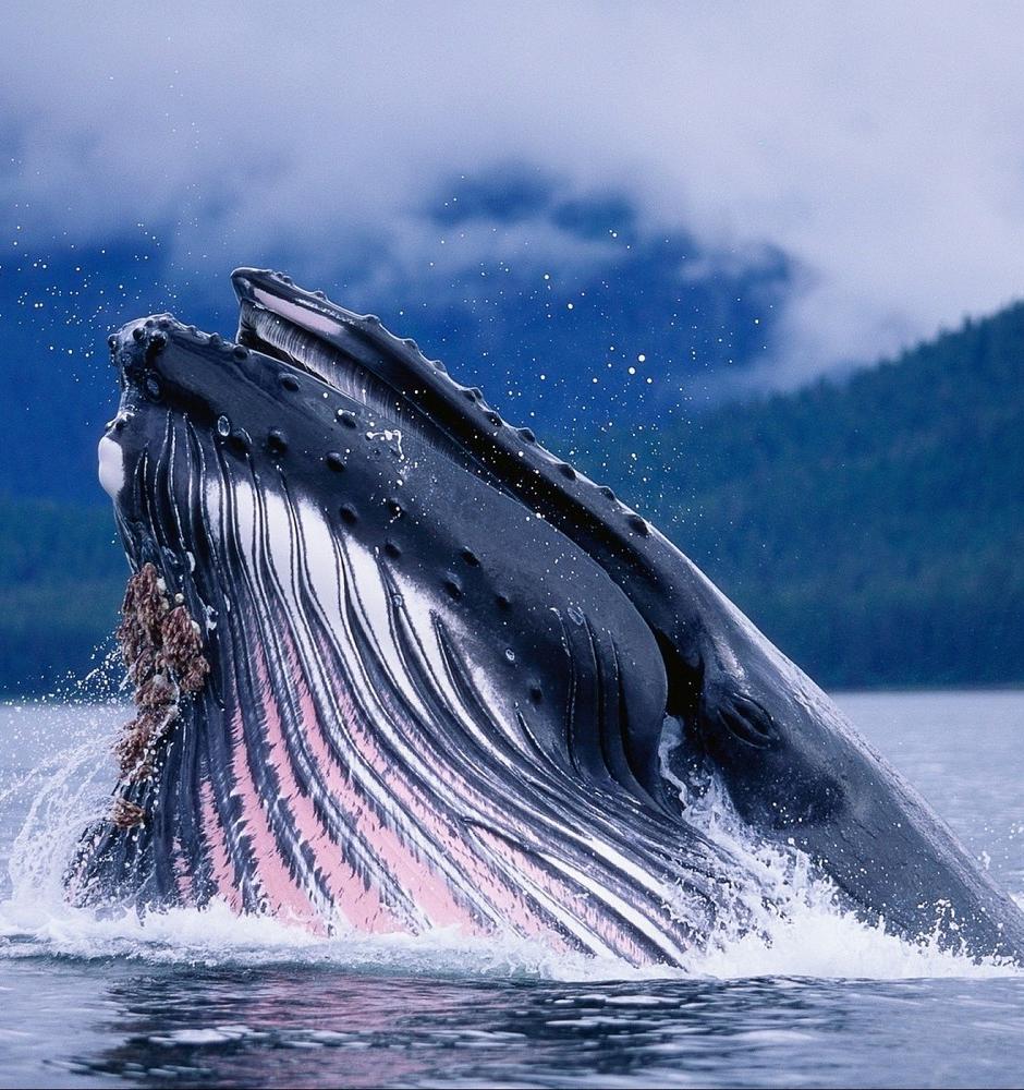 Горбатым китам больше не грозит вымирание