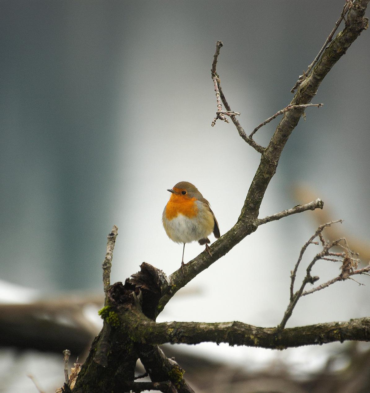 На вебинаре можно будет узнать о том, как помочь птицам зимой